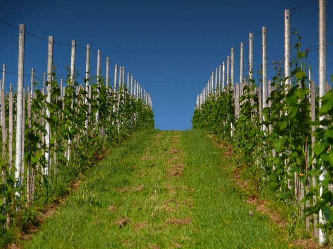 Dveri Pax vineyards